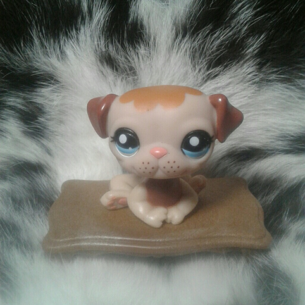 Littlest Pet Shop  #1753 Pug
